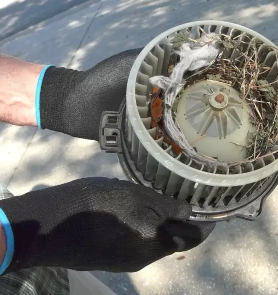 About Air Duct Mice Removal in Paragould, AR